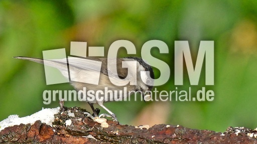 Tannenmeise (01).jpg